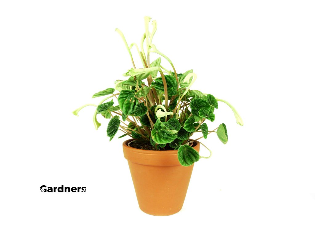 Gardners.cz peperomia lilian