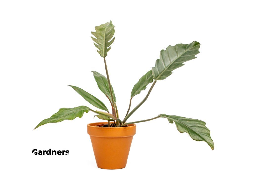 philodendron red congo variegata Philodendron Red Congo Variegata