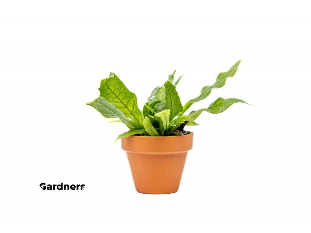 Gardners produkt 020