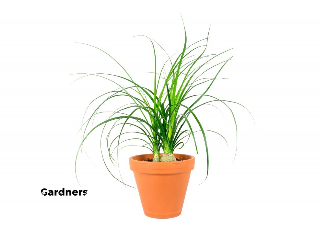 Gardners.cz Nolina 3pp