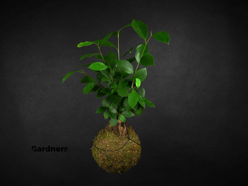Gardners.cz Fikus Ginseng