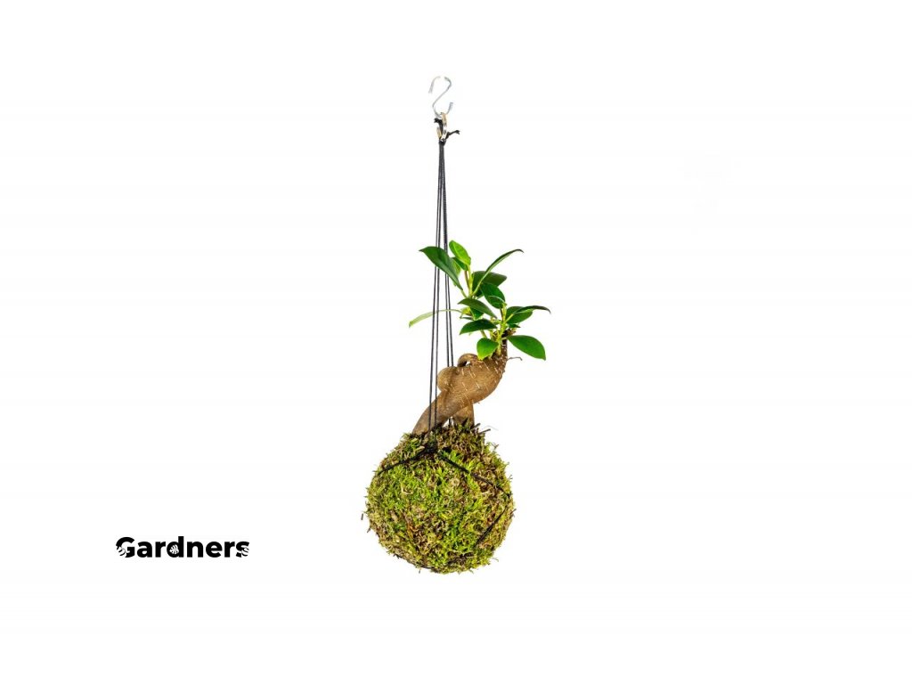 gardners.cz kokedama Ficus Microcarpa Ginseng (3)