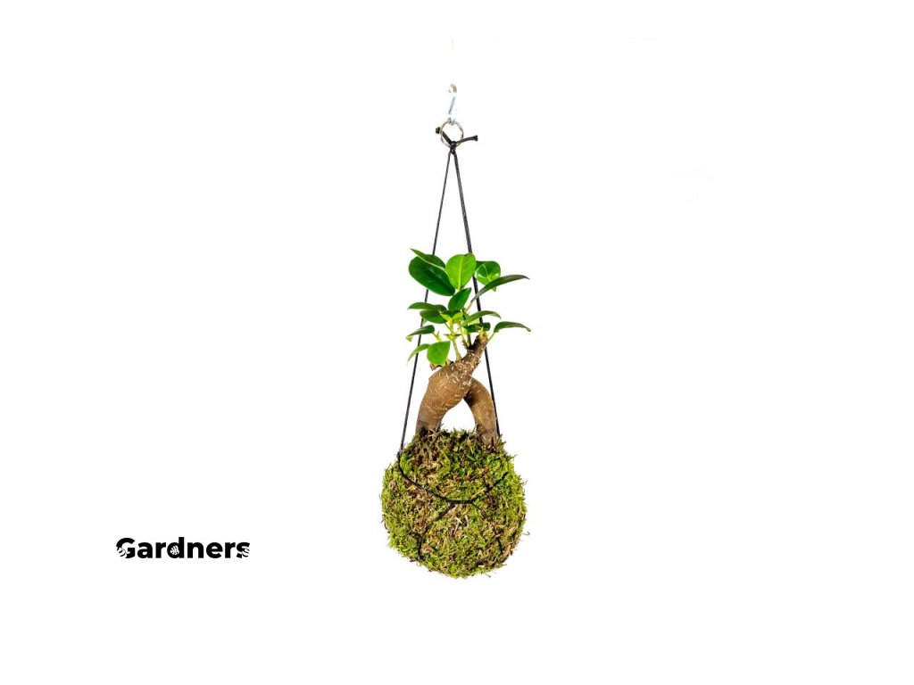 Kokedama Ficus Microcarpa Giseng, 7cm