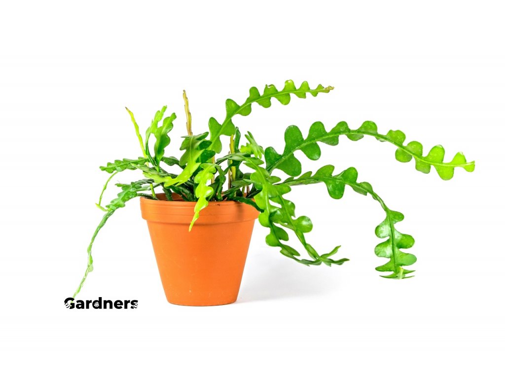 Gardners.cz Epiphyllum anguliger