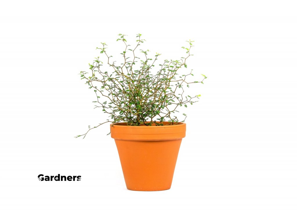 Gardners.cz Sophora Little Baby