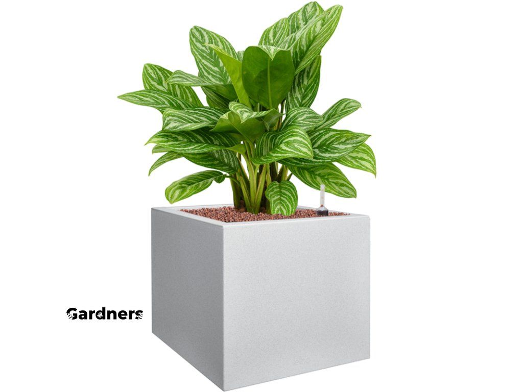 Aglaonema Stripes v obalu Vivo Next - hydroponie, prmr 39 cm Aglaonema,  Spc panna | Gardners-eshop.cz