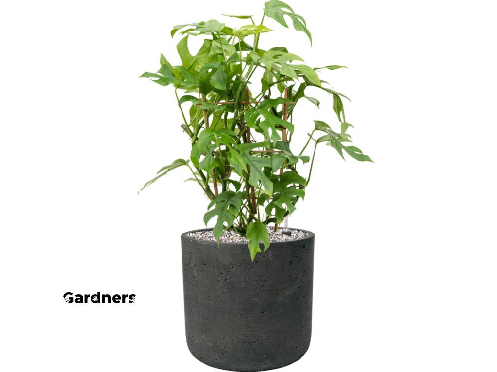 Monstera minima v obalu Rough, prmr 24 cm Monstera | Gardners-eshop.cz