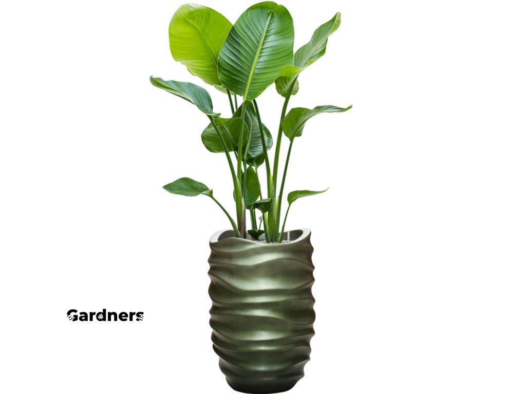 Strelitzia nicolai v obalu Baq Gradient Lee, prmr 40 cm Strelcie  natlsk | Gardners-eshop.cz