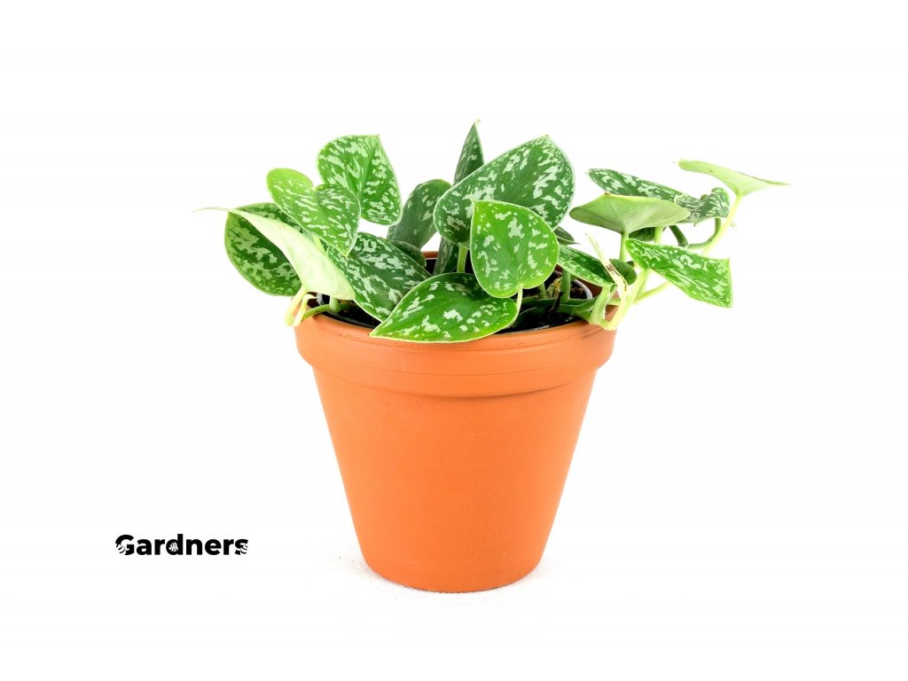Gardners.cz Scindapsus pictus