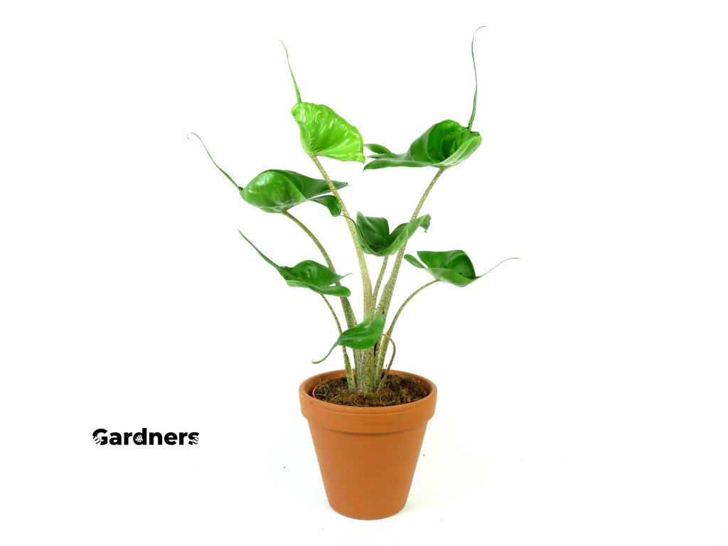 Gardners.cz Alocasia Stringray