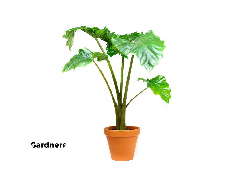 Gardners.cz Alocasia Portadora2