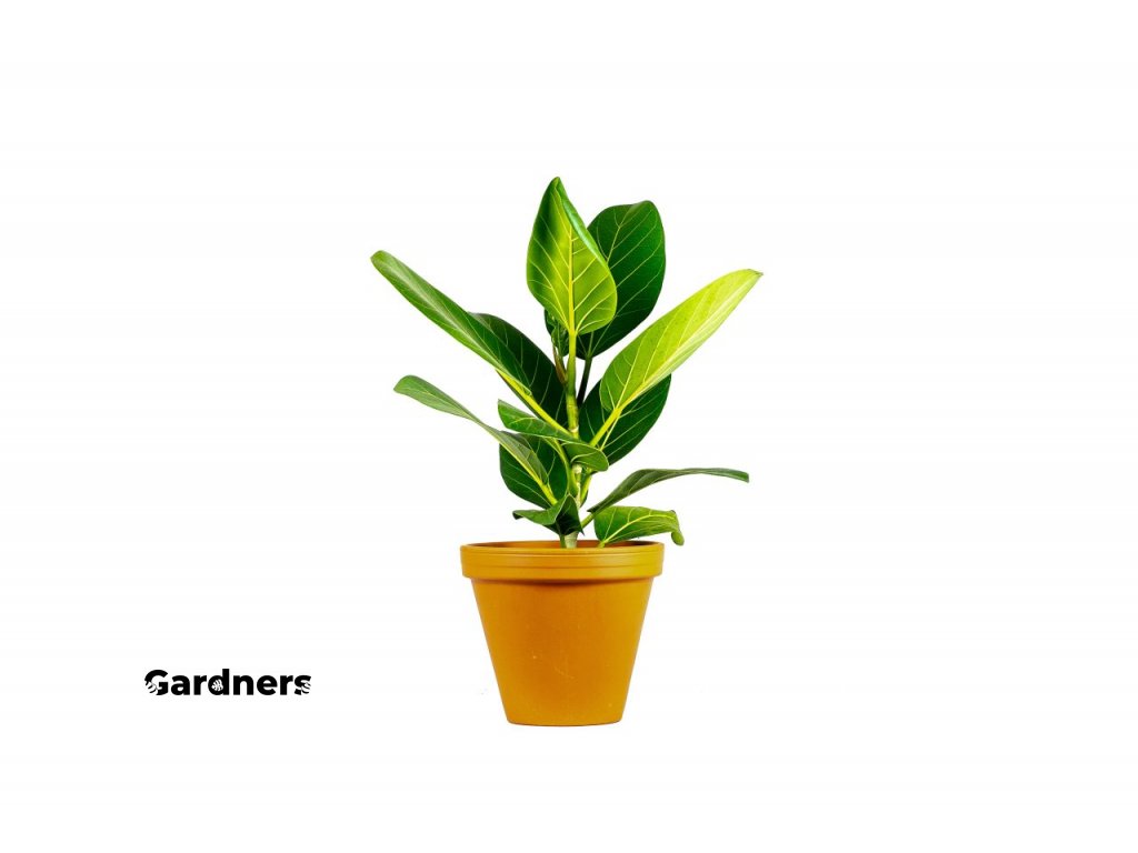 Gardners.cz Ficus benghalensis Audrey