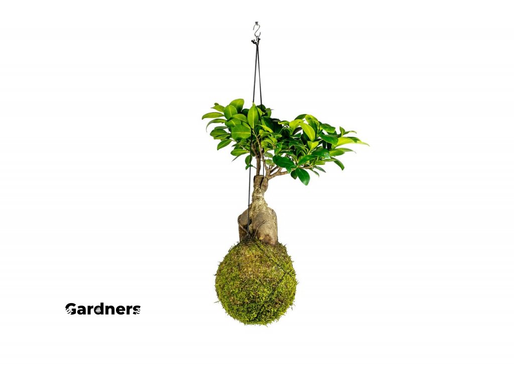Kokedama Ficus Microcarpa Ginseng (XL)  Fíkovník drobnoplodý