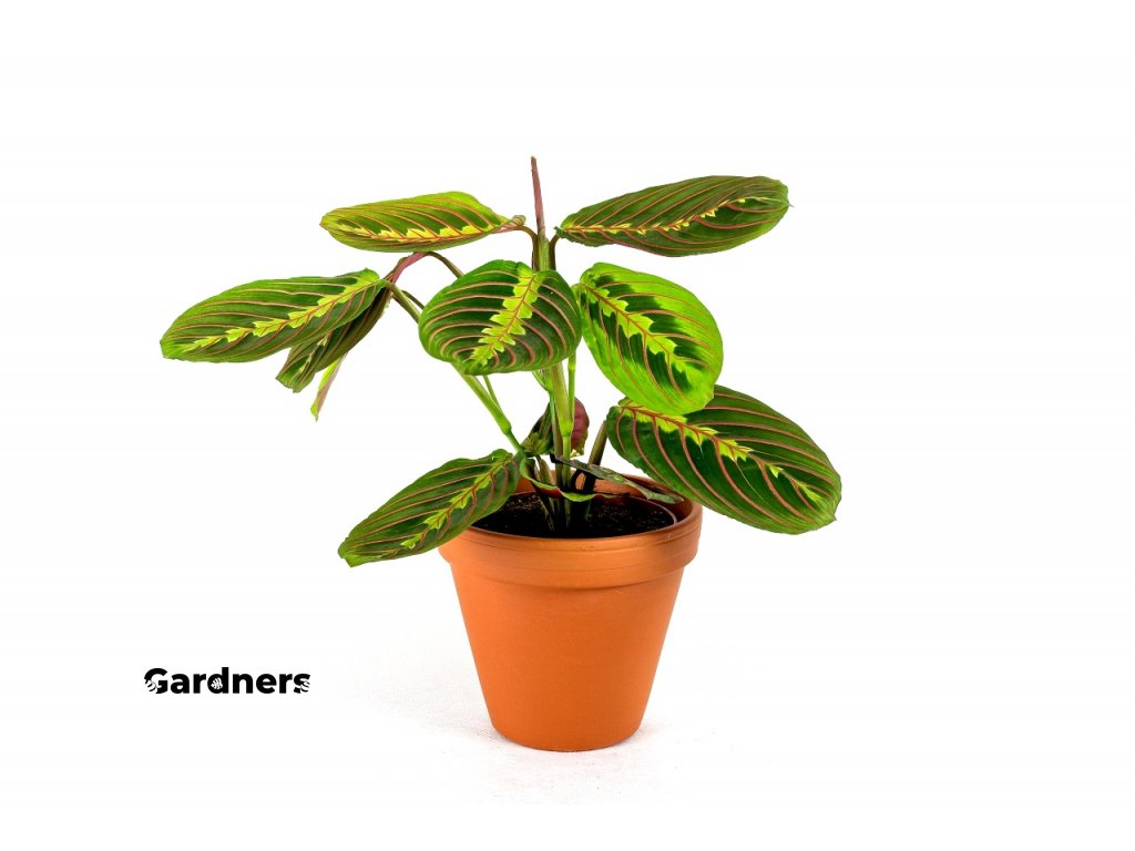 Gardners.cz Marantha