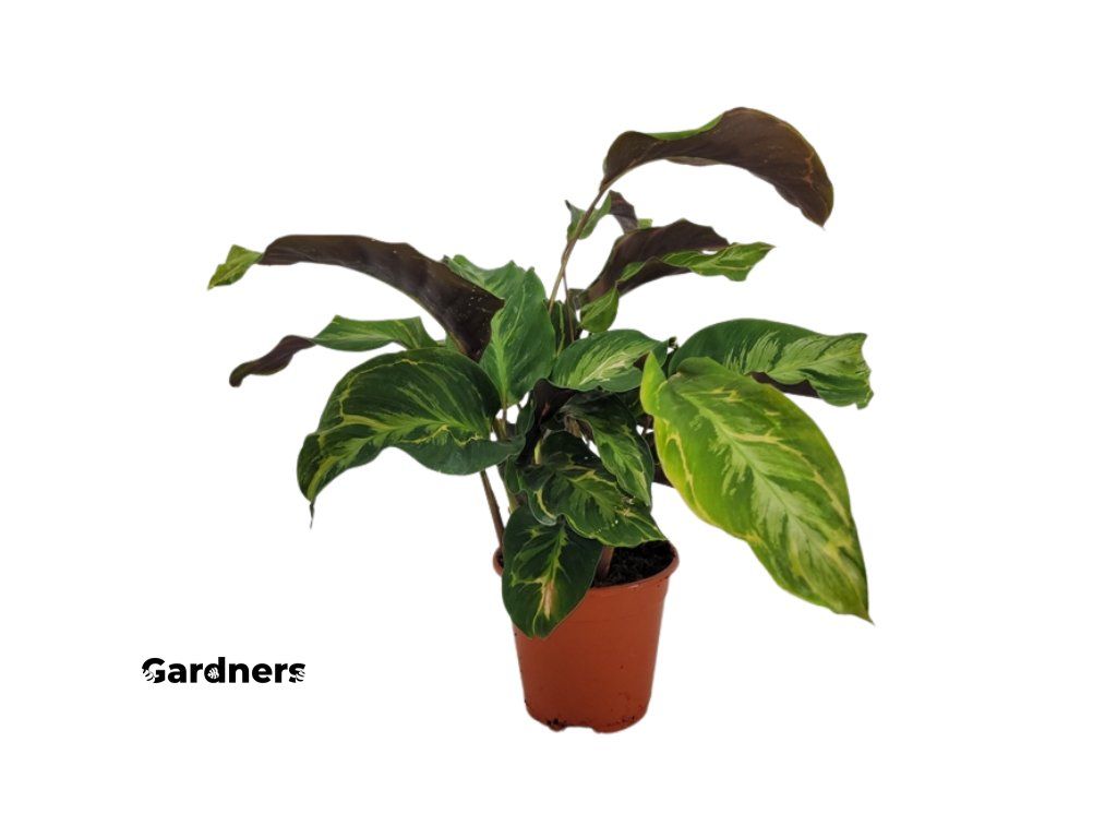 Calathea Confusion, prmr 14 cm Kalatea | Gardners-eshop.cz