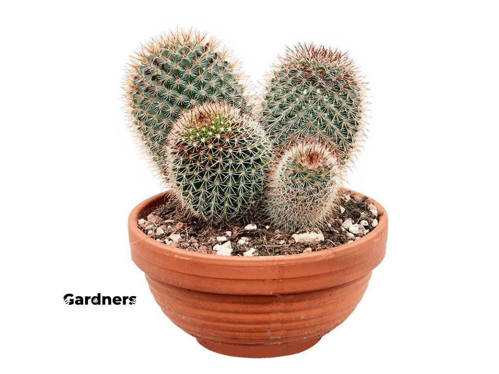 Mammillaria pringlei, prmr 17 cm | Gardners-eshop.cz