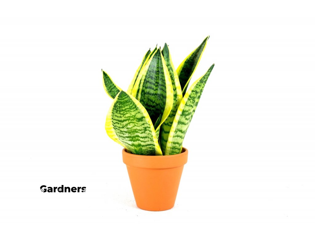 Gardners.cz Sansivieria hanhi