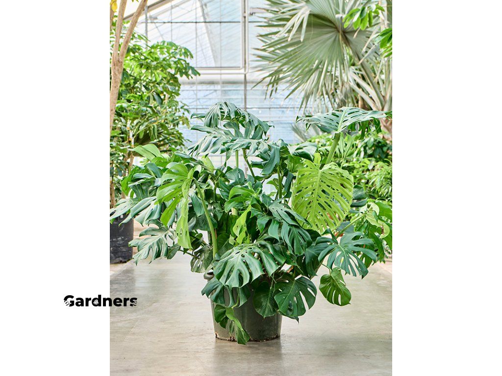 Monstera deliciosa, prmr 55 cm Monstera skvostn | Gardners-eshop.cz