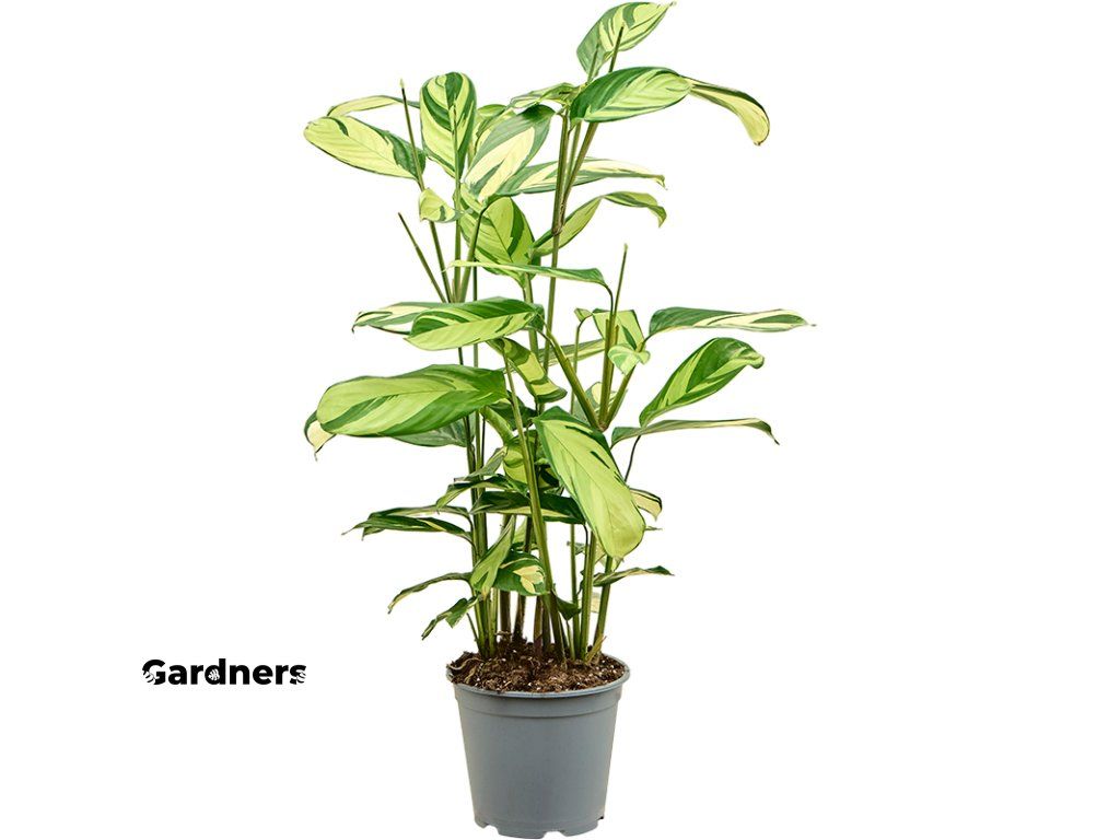 Calathea Pilosa, prmr 19 cm Kalatea | Gardners-eshop.cz