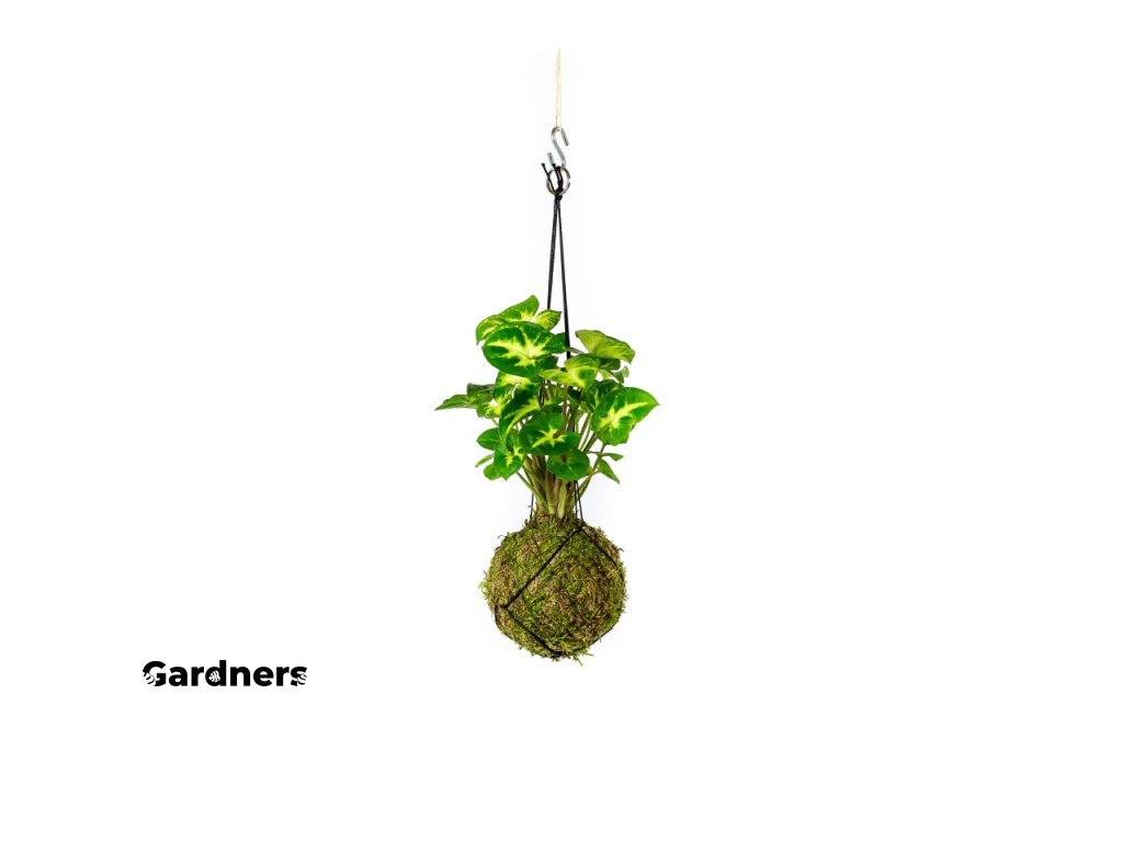 9104 1 kokedama syngonium pixie s nevyrabet pouzit produkt m