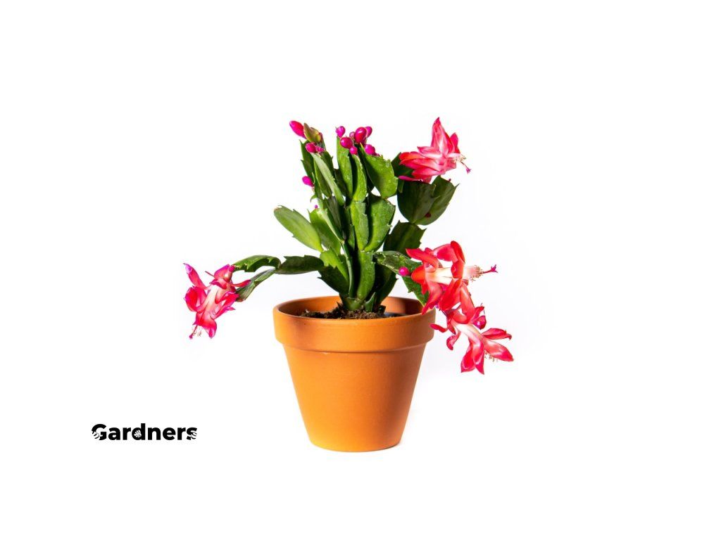 Gardners produkt 023