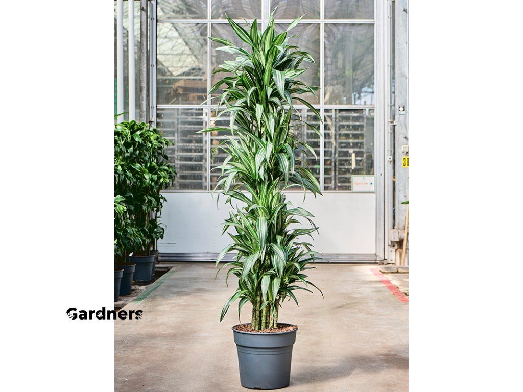 Dracaena fragrans Ulises, prmr 34 cm Dracna vonn, drainec |  Gardners-eshop.cz