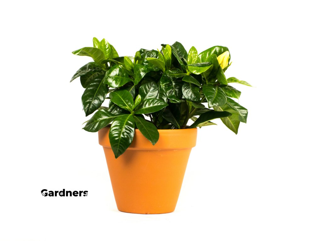 Gardners.cz Gardenia Jasminoides, průměr 9 cm