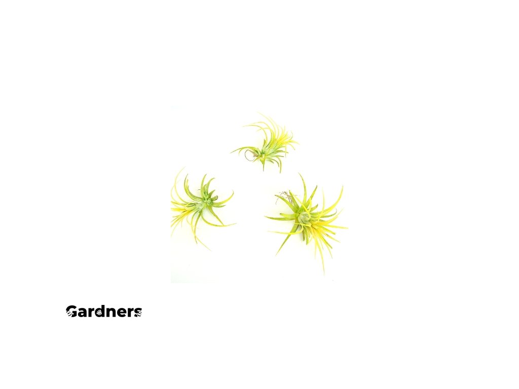 Gardners.cz Tillandsia ionantha yellow