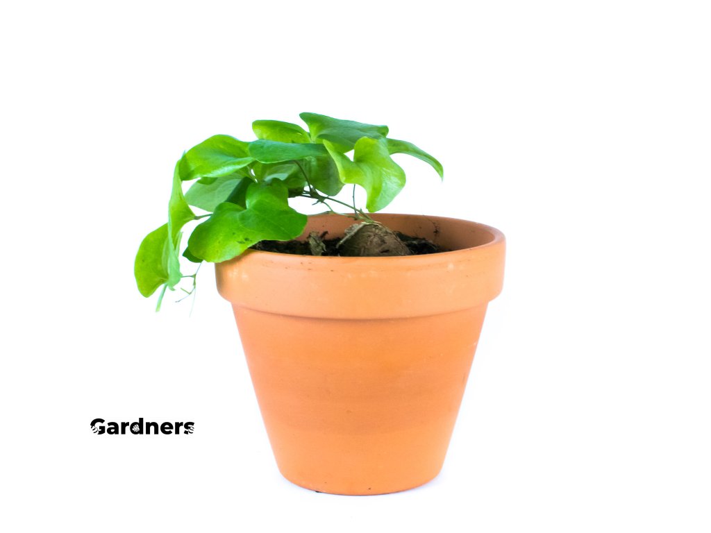 Gardners.cz Dioscorea Elephantipes, průměr 8,5 cm