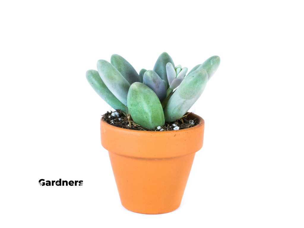 Gardners.cz Pachyphytum Ganzhou, průměr 6 cm