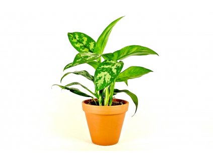 Aglaonema Maria, průměr 12-14 cm  Aglaonema, Spící panna