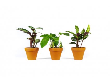 Calathea Mix, průměr 6-7 cm  Kalatea