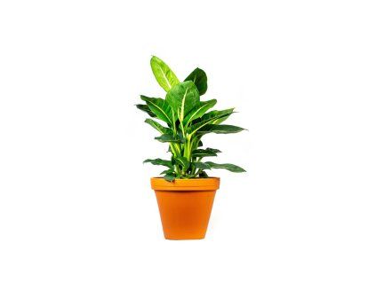Dieffenbachia Green Magic, průměr 17 cm  Difenbachie, mramornatka