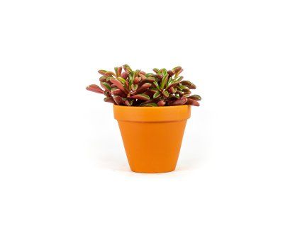 Gardners.cz Peperomia Graveolens 10,5 cm