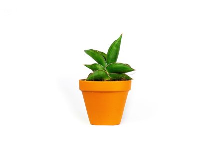 Sansevieria Samurai, průměr 9 cm  Sanseveria, tchýnin jazyk, tenura