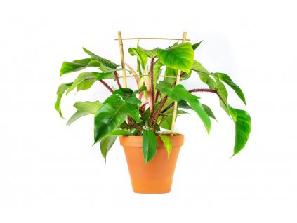 10538 philodendron squamiferum prumer 14 cm