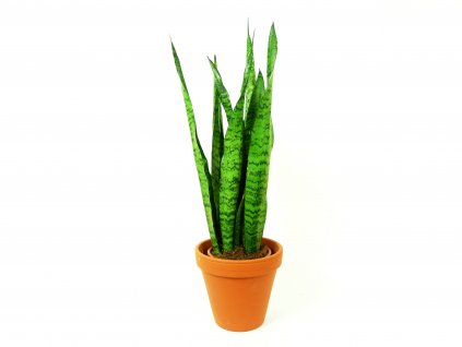 Sansevieria zeylanica, průměr 17 cm  Sanseveria, tchýnin jazyk, tenura