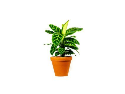 Calathea zebrina, průměr 14 cm  Kalatea