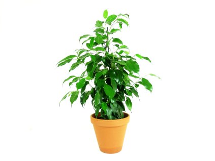 Gardners.cz benjamina Danielle průměr 14cm