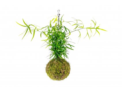 Kokedama Asparagus Falcatus (L)  Asparágus, Chřest srpovitý