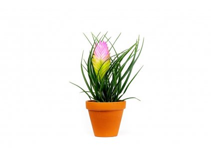 11684 tillandsia mix prumer 9 cm zachran kytku