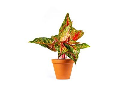 11723 aglaonema red peacock prumer 12 14 cm