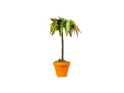 Begonia Albopicta Tamaya, průměr 9 cm  Begónie, andělská křídla