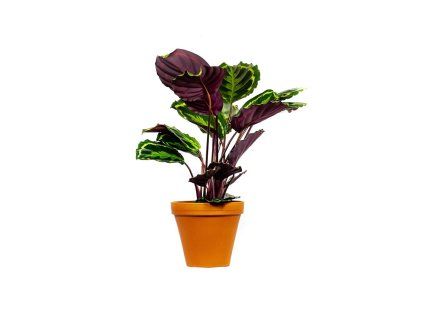 Calathea roseopicta Medallion, průměr 6-7 cm  Kalatea