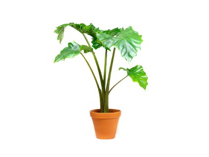 Alocasia Portodora, průměr 17 cm  Alokásie,  Alokázie