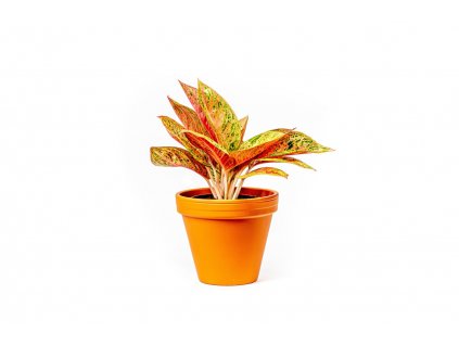 11972 2 aglaonema prestige prumer 12 14 cm