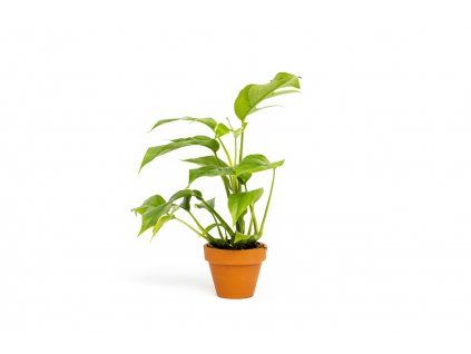 Monstera minima, průměr 6 cm