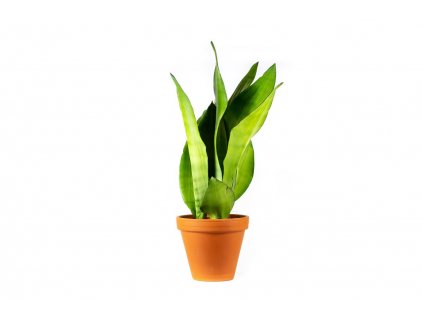 Sansevieria trifasciata Moonshine, průměr 12 cm  Sanseveria, Tchýnin jazyk, Tenura