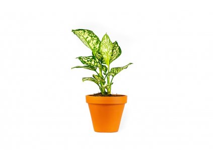 Aglaonema MIX, průměr 12-14 cm - ZACHRAŇ KYTKU  Aglaonema, Spící panna