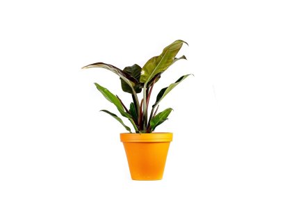 Philodendron imperial red, průměr 12 cm  Filodendron